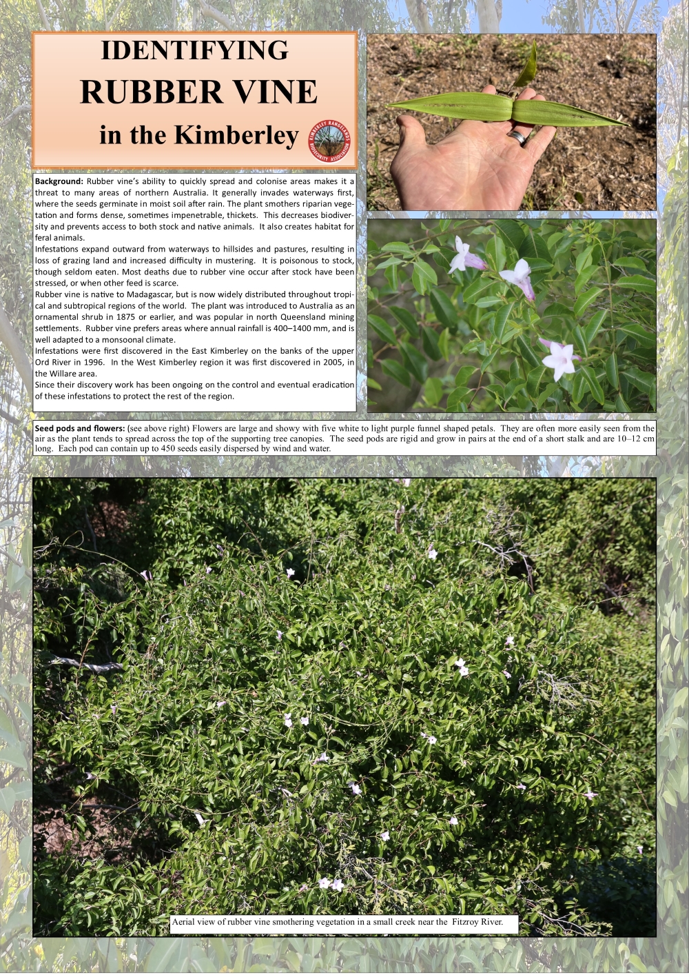 Rubber vine aerial poster